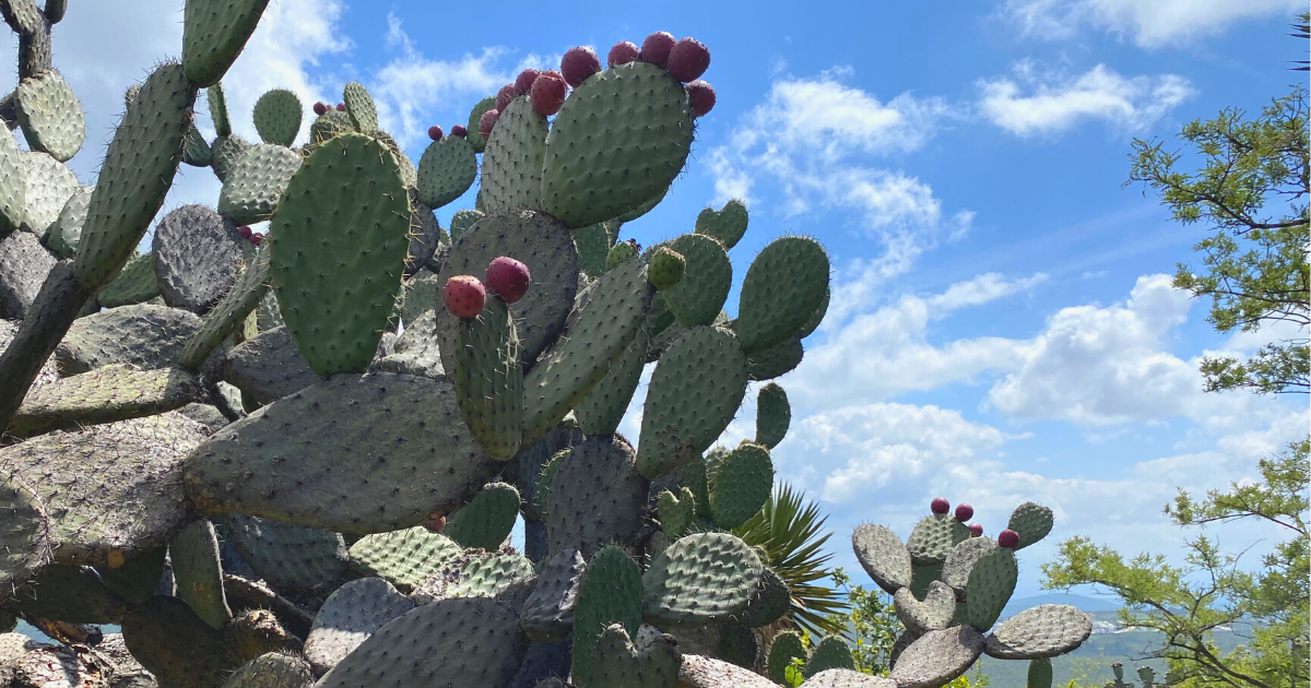 plants in el cimatario queretaro